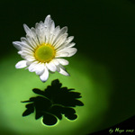 ... nad hladinou ....