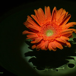 ... oranžovězelená........