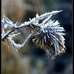 Když přijde mráz...