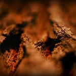 kôrovka abstraktná