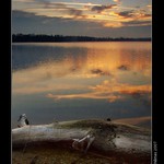 Nad Hlohovekckým rybníkem II