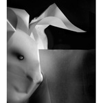 Králík studující denní tisk