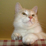 tadyma ta mys nebezela