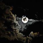 divoke zvire..s okem+ zatmeni..