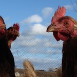 ségraa..kvoo to jee??