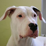 Aisha Manea Silesia III