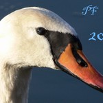 PF 2007