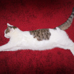 ***Ugly-Puma® Limited Edition***