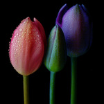 Tulips