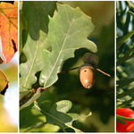 Podzimní, lednová...