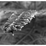 Vyrostla štíhlá jedlička