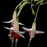Fuchsie