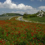 Pálava