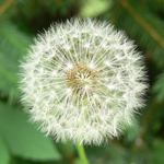 Stačí jen fouknout ...