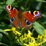 Motýlí trilogie - část první