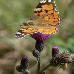 Motýlí trilogie - část druhá