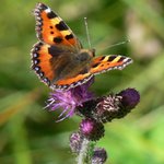 Motýlí trilogie - část třetí