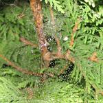 kapky mlhy na pavucine