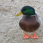 Kačer
