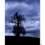 Strom osamocení