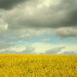 Zaprší nebo nezaprší?