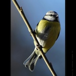 Sýkorka na větvi :)