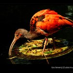 Ibis červený (Eudocimus ruber)