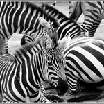 kolik zeber je na snímku?:-)