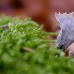 tohle rostlo ještě v půlce prosince... :-)