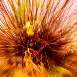 o jesennej abstrakcii-časť druhá :.