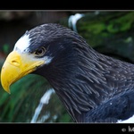 Orel Kamčatský (Haliaeetus pelagicus)