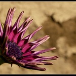 Letošní lednový květ.