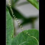 i kytky potrebujou telefonovat