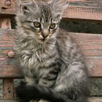 jsem kočka s elegantně položeným ocáskem