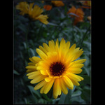 Žlutý květ IV