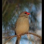 Astrild rudobrvý  (Aegintha temporalis)