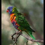 Lori mnohobarvý