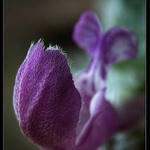  ** Poslední  květ loňského roku **