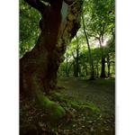 Sherwood forest