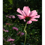 Ve stínu a na výsluní