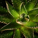 Haworthia na druhý pokus