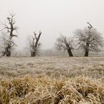 Mrazivé ráno na Pohansku I.