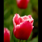 Tulipány