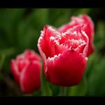 Tulipány II.