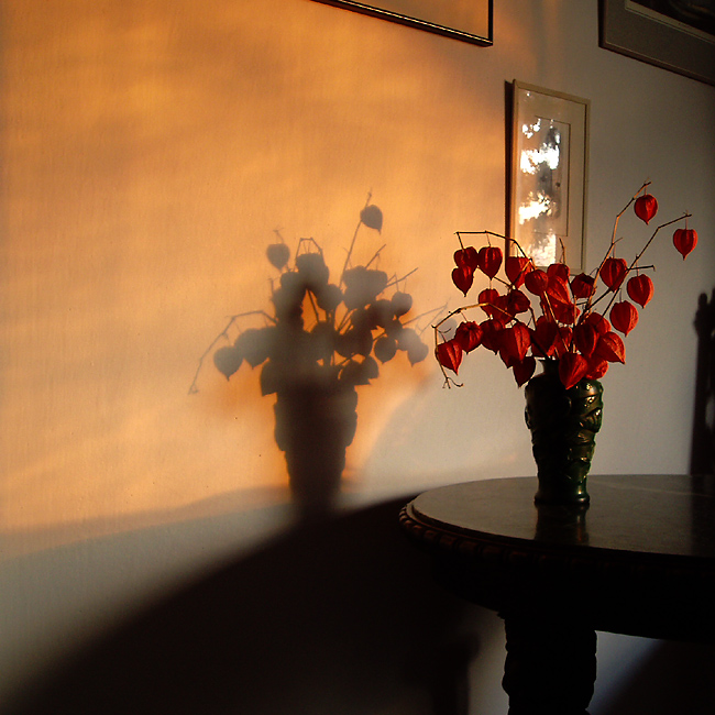 Zátiší s židovskými růžemi ve večerním slunci