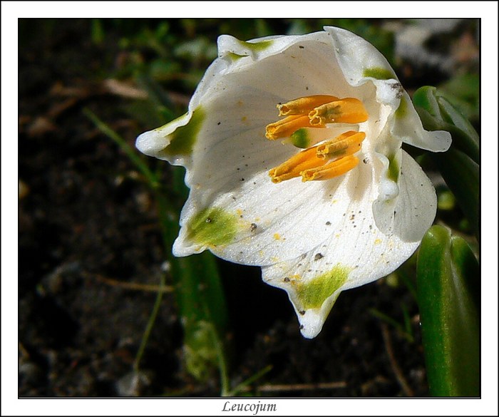Leujocum