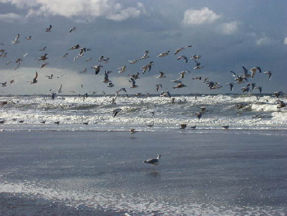 beach birds