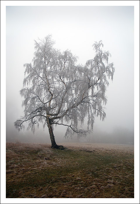 Mlha na Hradišťanech