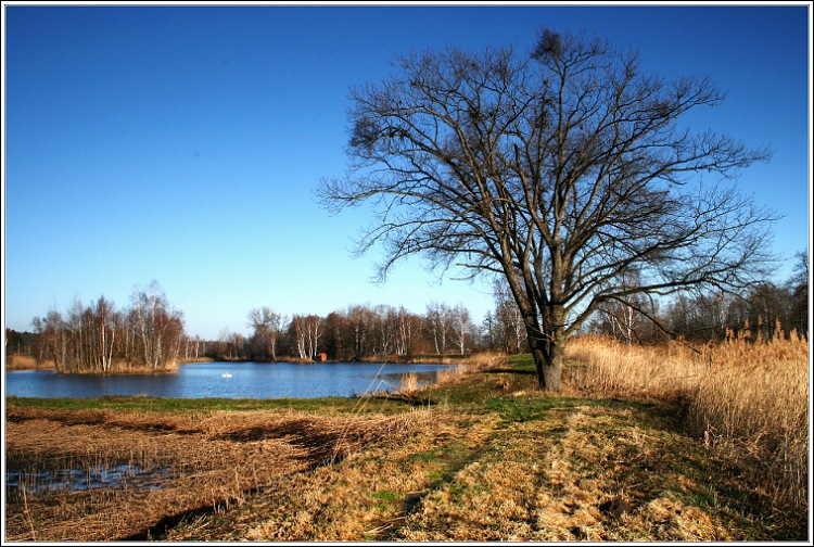 Bohdanečské rybníky.