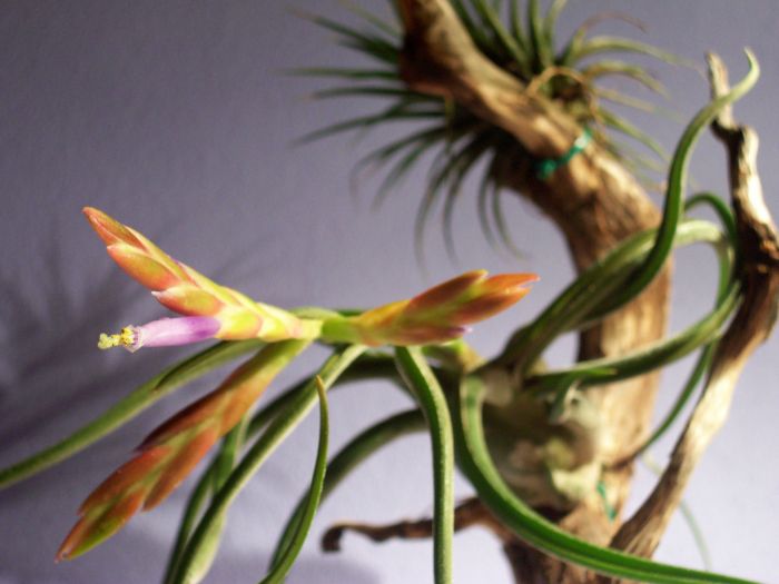 Tillandsia Caput-medusae
